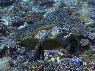 Sea turtle above corals at the Komodo Islands