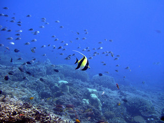 Bannerfish at the Komodo Islands