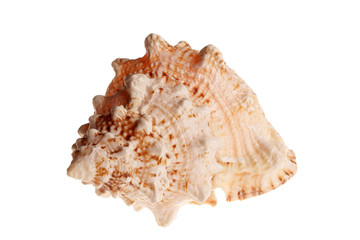Sea shell