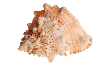 Sea shell