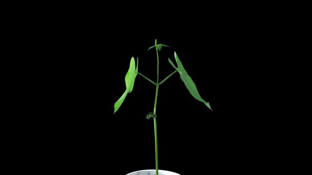 Phototropism effect in growing beans vegetables 16a4 in 4K PNG+ format with ALPHA transparency channel isolated on black background. Displays the move of plant leaves to the direction of light source.