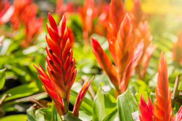 Pineapple coloring flower in the garden.