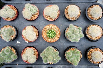 Group of small cactus plant in the pot at cactus garden.Thailand.