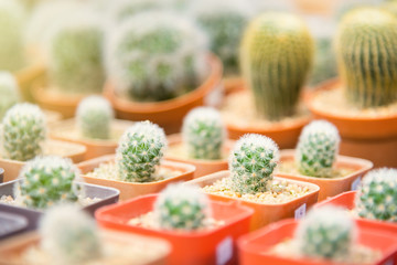 Group of small cactus plant in the pot at cactus garden.Thailand.