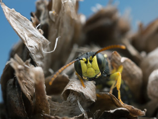 Macro photo of an adult weevil wasp, Cerceris resting on dry plant