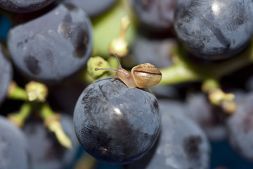 Schnecke kriecht über Obst