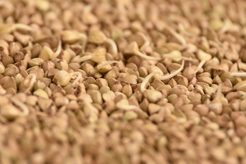Brown croup. Buckwheat grains. Healthy food. Sprouts
