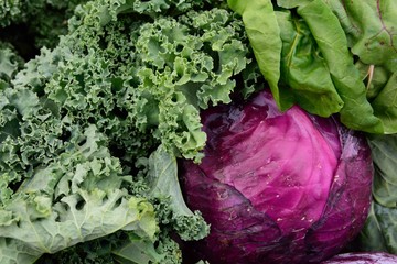 Locally grown fresh harvested organic Purple Cabbage, leafy green vegetables in a farmers produce market