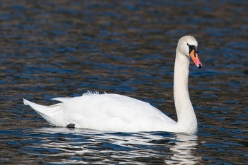 Obraz premium Schwan – Cygnus olor 