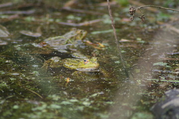 grenouille