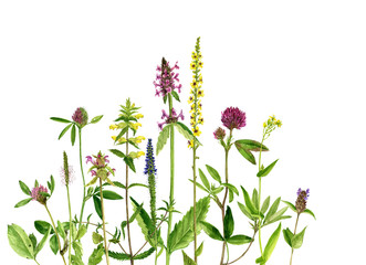 Fototapeta premium watercolor drawing flowers and plants