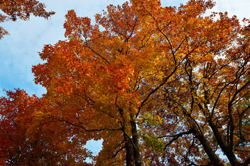 城山公園のモミジバフウ