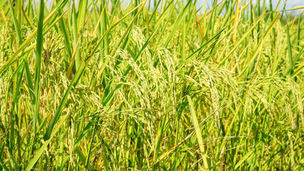 Close up of an ear rice plant in Thailand.