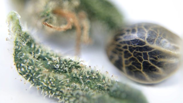 Hemp marijuana seed macro view with buds and trichomes