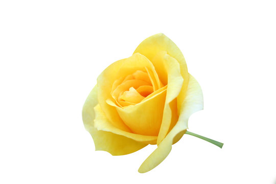 Yellow Roses On White Background