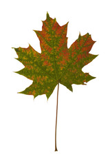 Autumn maple leaf .
Autumn maple leaf isolated on a white background.
