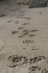 dog footprints on the wet sand