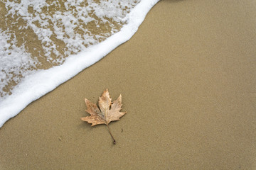 Fototapeta na wymiar single leaf on the beach