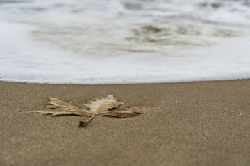 single leave on the beach