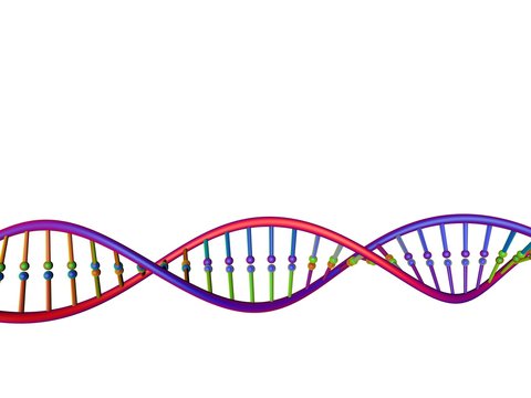 DNA strand. Isolated on white background. 3D rendering illustration.