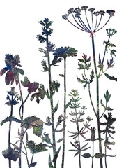 Fototapeta premium Background with drawing herbs and flowers