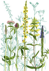 Fototapety  akwarela rysowanie kwiatów i roślin