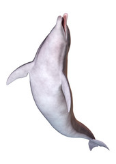 Obraz premium 3D Rendering Dolphin on White