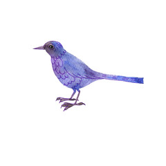 watercolor drawing bird