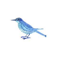 watercolor drawing bird