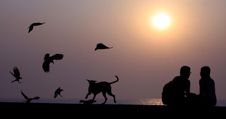 Couple watching fun between crows and dog on a  Winter evening in Mumbai