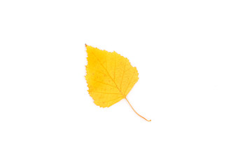 Bright birch leaf