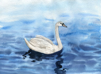 watercolor drawing swan