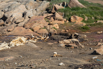 Walkadaver - Grönland