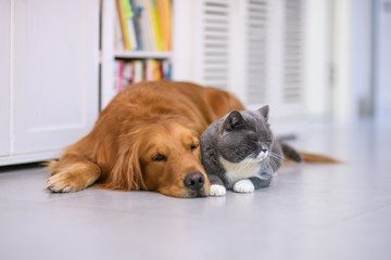 British shorthair cats and Golden Retriever