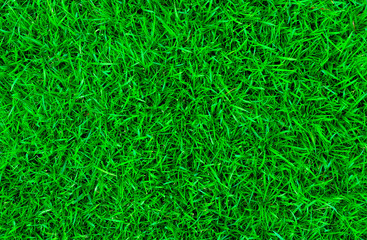 Design background., green grass natural background texture