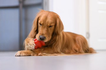 The golden Retriever is biting the toy