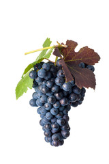 Grapes on white