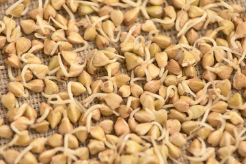 Buckwheat sprouts. Healthy food. Neutral background