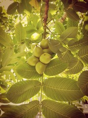 Healthy walnuts on branch in sunlight. Raw organic walnut in green orchard. Green nuts for jam on walnut tree in garden. Season of harvesting of green walnuts for medicine.
