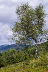 Fototapeta na wymiar Tree in Bieszczady National Park. Carpathian mountains landscape
