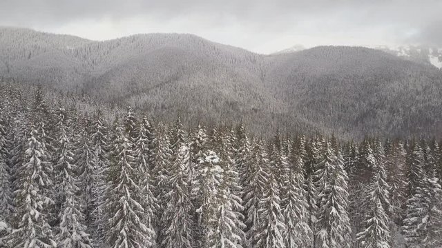 Aerial view. Mountains with trees covered with snow in winter. Winter landscape. Snowing in nature