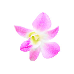 Fototapeta na wymiar Beautiful orchid flower isolate on white background