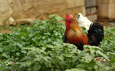 Der Hahn im Kraut