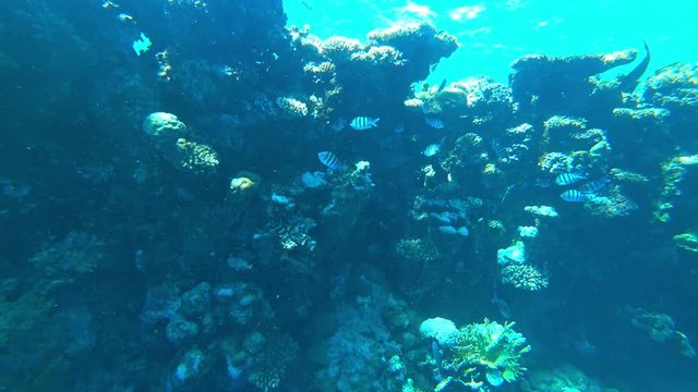 fish sergeant and coral