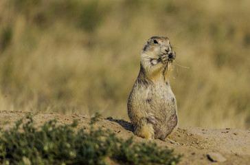 chien de prairie à Devil's Tower National Monument 