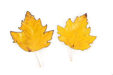 White poplar leaves