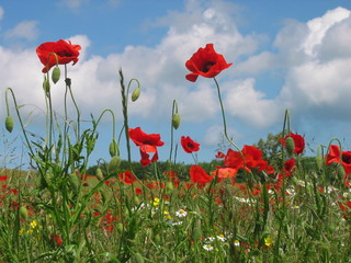 Obraz premium Mohnfelder auf Rügen