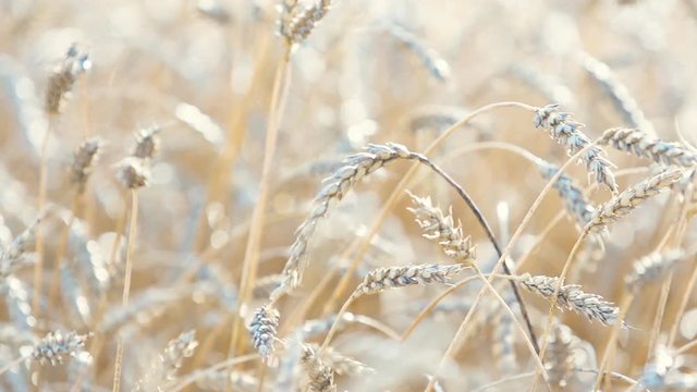 Whead field Slow Motion