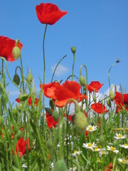 Obraz premium Ostsee Mohnfelder Rügen