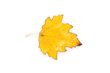 White poplar leaf